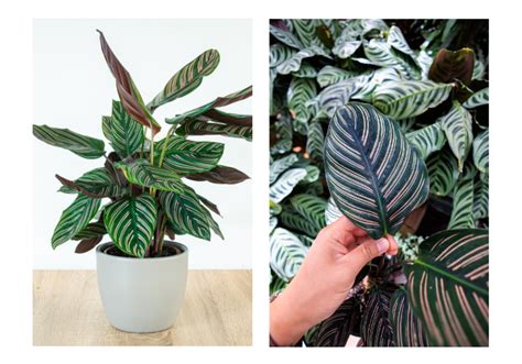 How To Grow And Care For Calathea Indoor Plants Grow A Home Garden