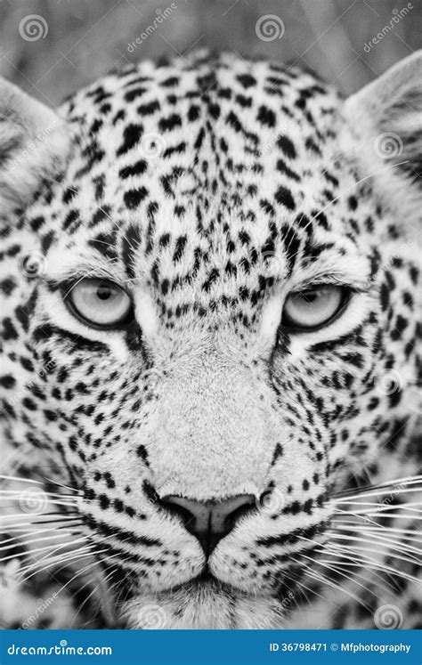 Leopardo Blanco Y Negro Imagen de archivo - Imagen: 36798471