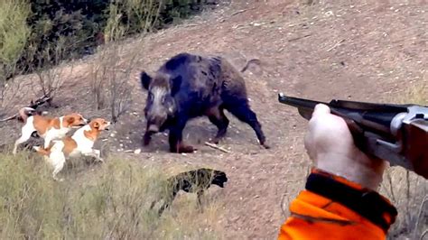 Chasse Sanglier En Battue Wild Boar Hunting Domuz Avi Youtube