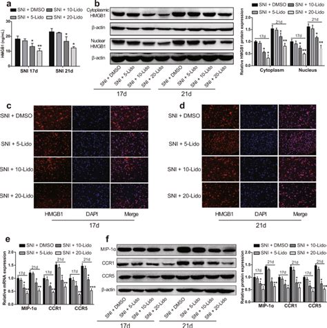 Lidocaine Inhibits Hmgb1 Mip 1α Ccr1 And Ccr5 In Sni Rats Note