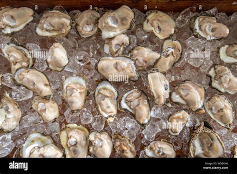 US National Oyster Festival In St Mary S County MD Stock Photo Alamy