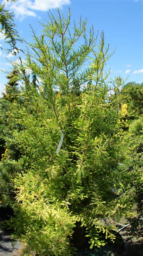 Taxodium Distichum Peve Yellow Bald Cypress Conifer Kingdom