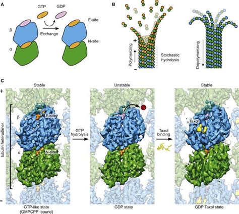 Structural Basis Of Microtubule Dynamic Instability The Nogales Lab