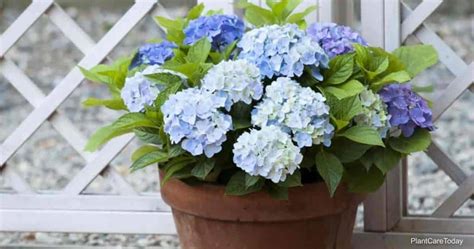 Growing Hydrangea In Pots Tips And Tricks