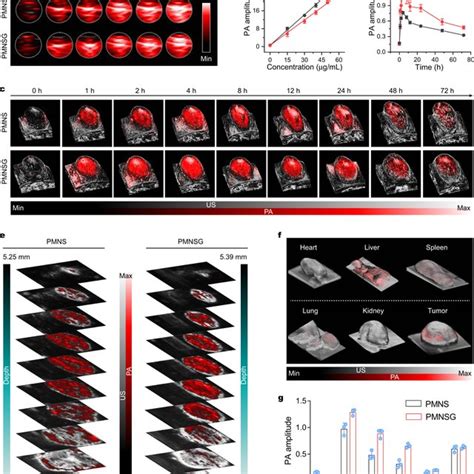 In Vitro Vivo And Ex Vivo NIR II PA Imaging Of PMNSG A B In Vitro