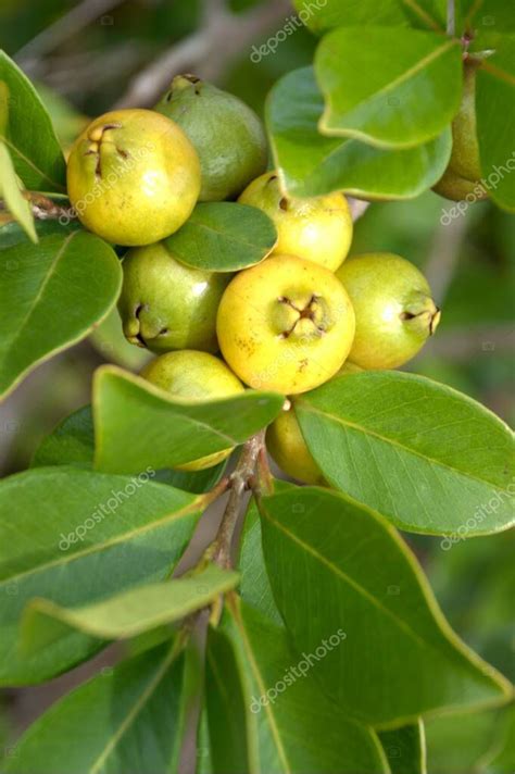 Fruta De La Guayaba En Un Rbol Con Hojas Alimentos Org Nicos