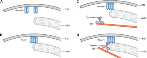 Figure 2 From Mitochondria Driven Assembly Of A Cortical Anchor For