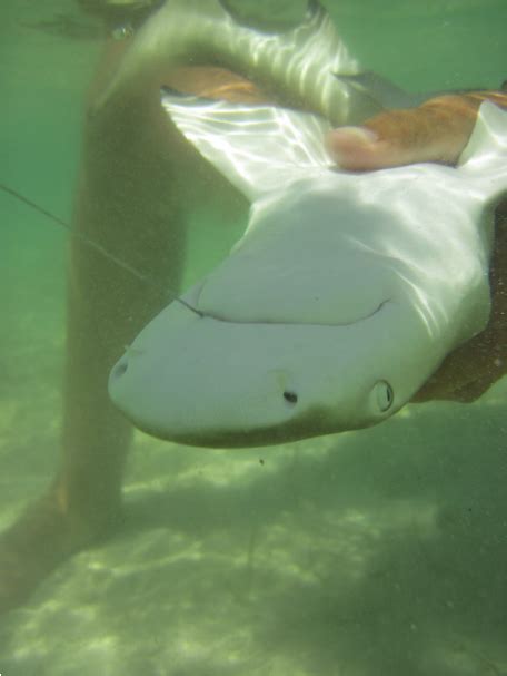 Juvenile lemon shark being held in tonic immobility prior to hook ...