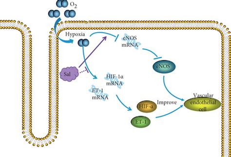 Mechanism Of Salidroside Improving The Diastolic And Systolic Function