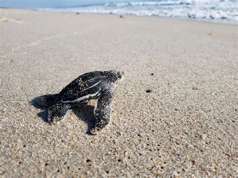 7 sublime spots to watch nesting sea turtles in Florida - Florida Beyond