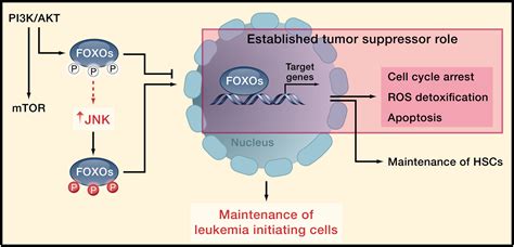 A New Foxo Pathway Required For Leukemogenesis Cell