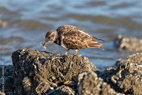 Ruddy Turnstone Arenaria Interpres In Non Breeding Plumage With