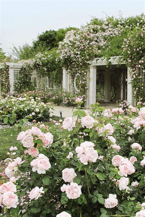 20 Small Rose Garden Layout Ideas Worth a Look | SharonSable