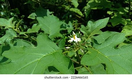 Solanum Torvum Sw Flower Stems Leaves Stock Photo 2226466165 | Shutterstock