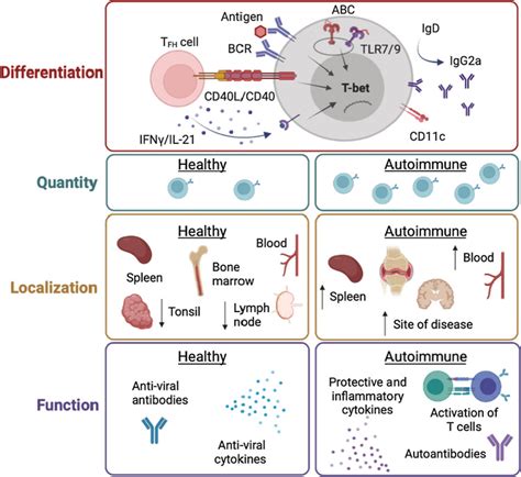 Age Associated B Cells In Autoimmune Diseases Abstract Europe Pmc