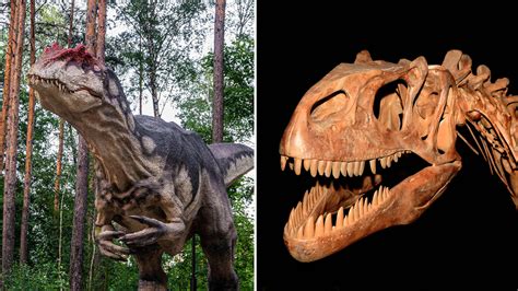 Oldest Of Its Kind New Species Of Allosaurus Discovered In Utah