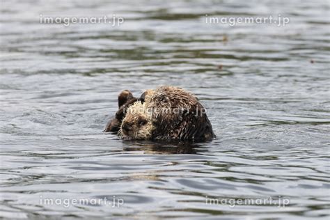 Sea Otter Enhydra Lutris Vancouver Island British Columbia Canada