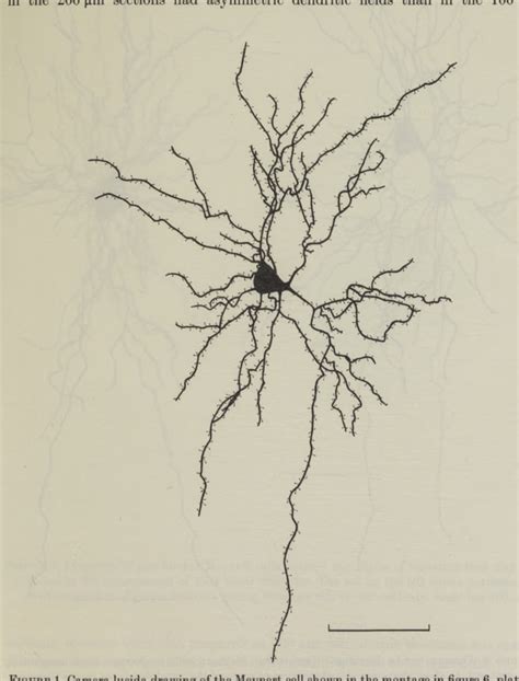 Figure 1 From The Basal Dendrites Of Meynert Cells In The Striate