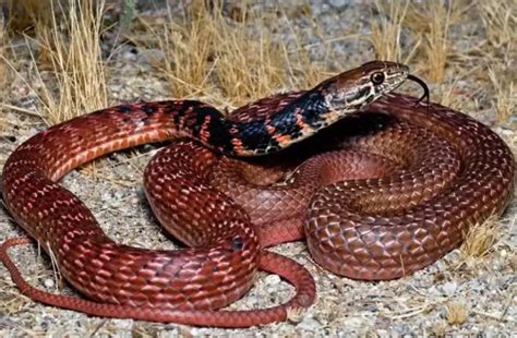 Red Racer Snake Habitat Diet And Life Cycle And More