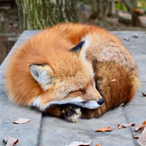 Sleeping Red Fox : r/Sleepinganimals