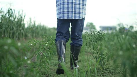 Slow Motionfarmer In Rubber Boots Walks Through A Cornfield Farmer S