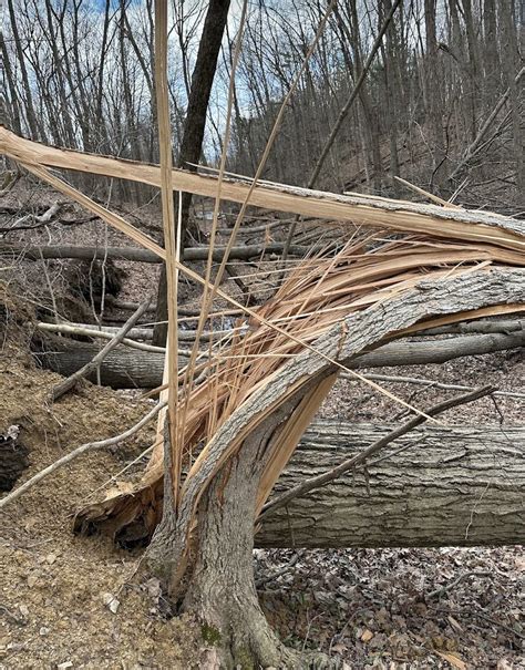 Broken Tree Gators Bike Park