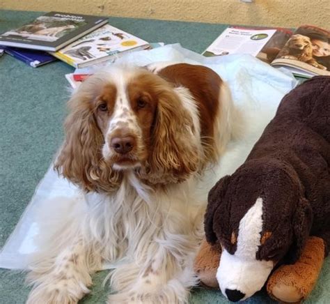 Lesestunde Mit Therapiehund Elmo In Der Stadtteilbibliothek Stadt