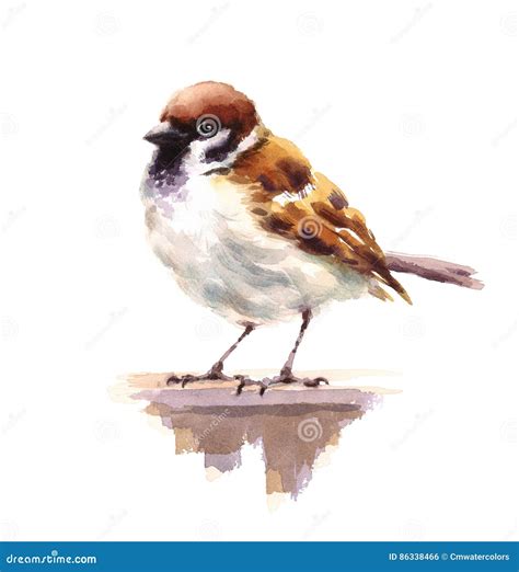 Sparrow Watercolor Bird Illustration Hand Drawn Stock Illustration