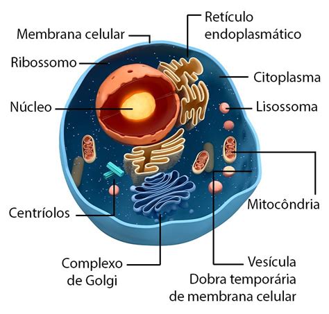 Células O Que São E Quais São Suas Principais Estruturas Toda Matéria