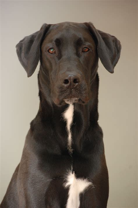 Boxer Lab Great Dane Mix