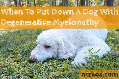 When To Put Down A Dog With Degenerative Myelopathy National Canine