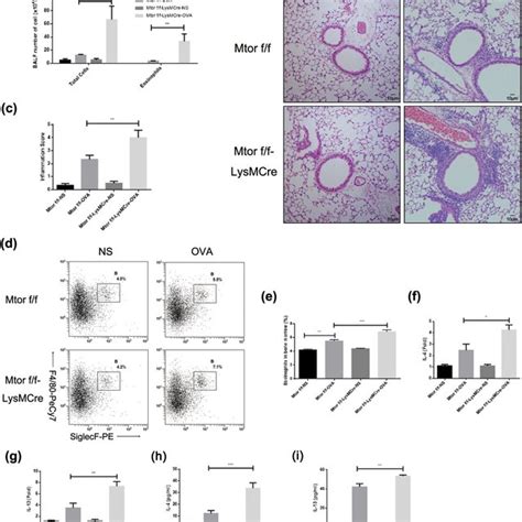 Myeloid Knockout Of Rheb Deteriorates Ova Induced Allergic Airway