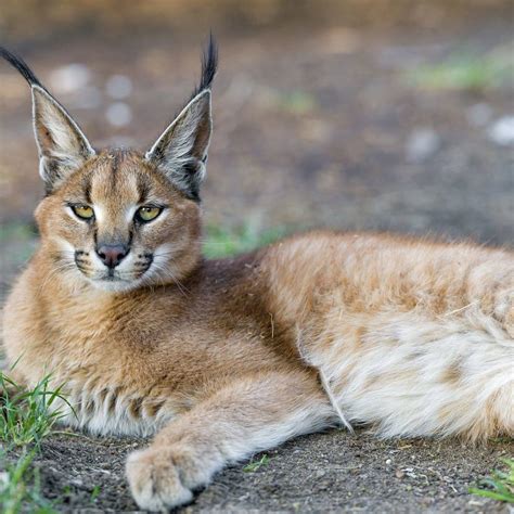 Conozcan A La Raza De Gatos Considerada La M S Bonita Del Mundo