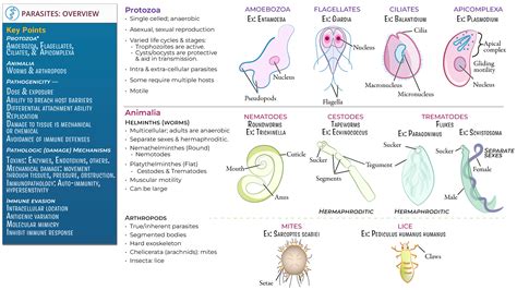 General Biology Parasite Overview Ditki Medical Biological Sciences