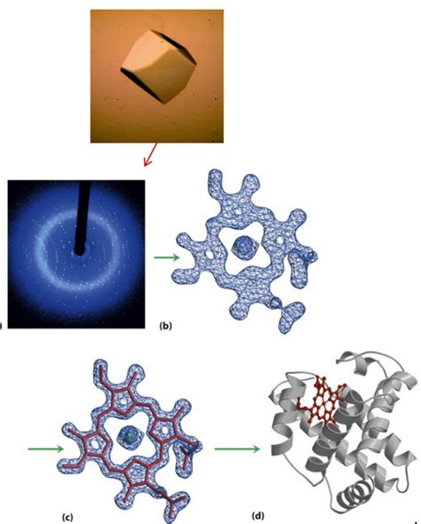 41 Determining The 3d Structure Of Proteins Bs1005 Cm1051