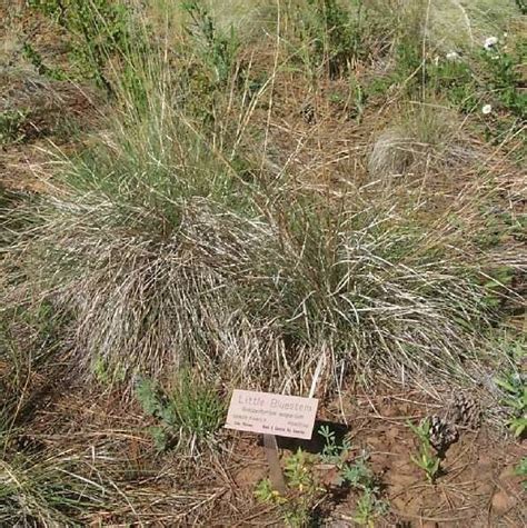 Little Bluestem Schizachyrium Scoparium Great Basin Seed