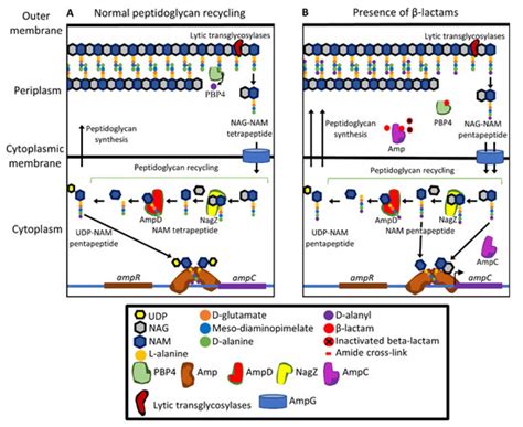 Pathogens Free Full Text Lactam Resistance In Pseudomonas