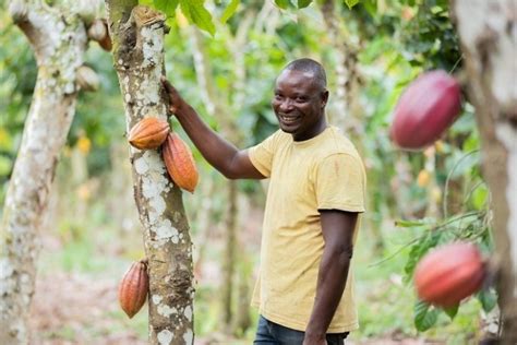 Nestlés Income Accelerator Program gives Cote d Ivoire cocoa farmers