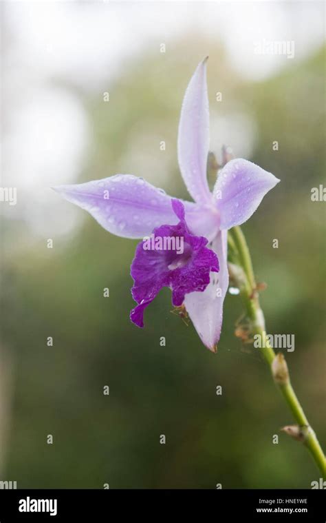 Bambusorchidee Arundina Graminifolia Fotos Und Bildmaterial In Hoher