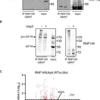 Rnf Binding To Peqc Components A Left Cell Lysates Expressing