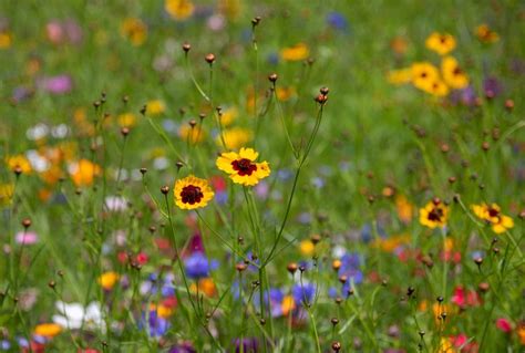 12 Types Of Wildflowers For Summer Gardens