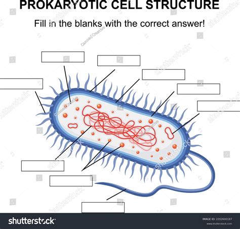 Prokaryotic Cells Labeled