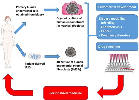 Frontiers Organoid Models Of Human Endometrial Development And Disease