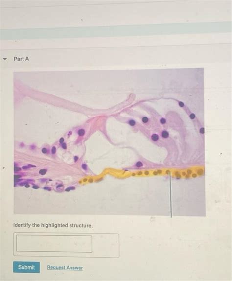 Solved Histology Special Senses Lab Practical Part A Chegg