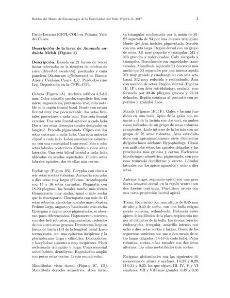 PDF MORFOLOGIA LARVAL E IMPORTANCIA Entomologia Univalle Edu Co