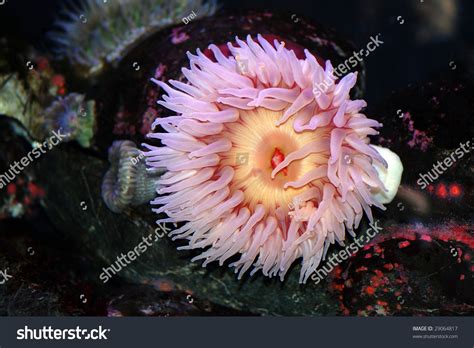 Pink Sea Anemone Stock Photo 29064817 Shutterstock