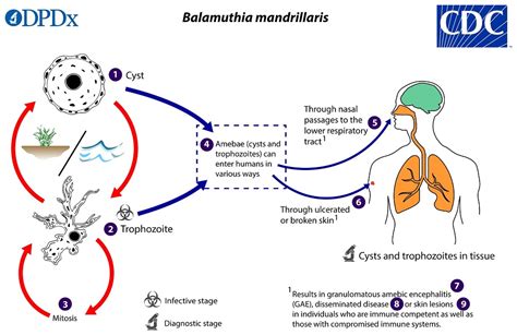 Balamuthia mandrillaris | Parasitology World