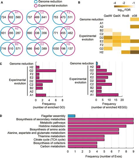 Experimental Evolution For The Recovery Of Growth Loss Due To Genome