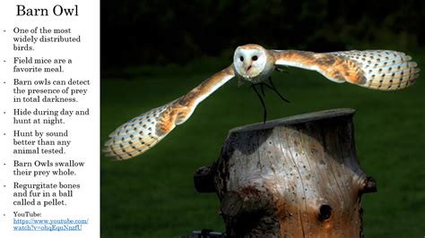 Barn Owl Fun Facts About Animals Animal Facts Zoo Animals