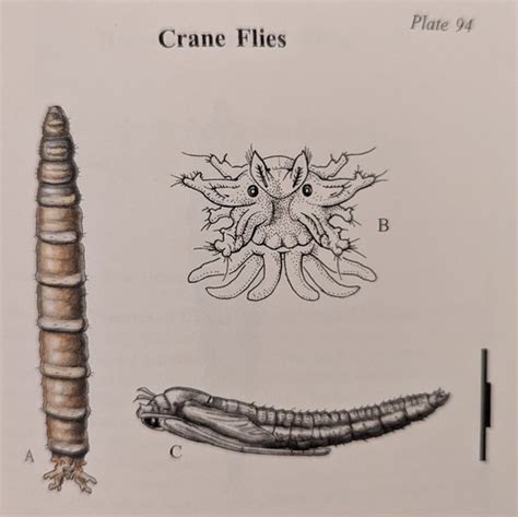 Diptera Families Flashcards Quizlet